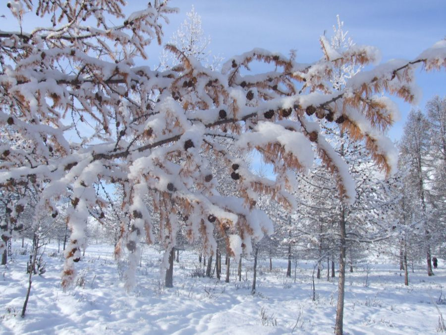 Нэгдүгээр сарын цаг агаарын ерөнхий төлөв